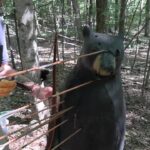 Are Pulleys and Wheels Necessary for Bear Hunting?