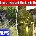 She Shot an Escaped Monkey — But Was She Wrong?