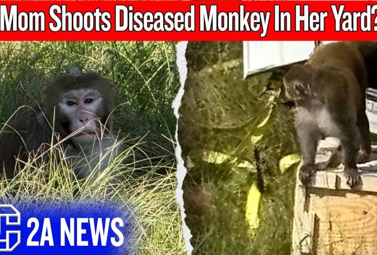 She Shot an Escaped Monkey — But Was She Wrong? She Shot an Escaped Monkey — But Was She Wrong?