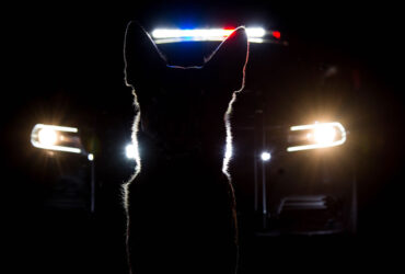 Concealed Carrier Caught After K9 Detects Gun at Highland Park, IL High School Game Concealed Carrier Caught After K9 Detects Gun at Highland Park, IL High School Game