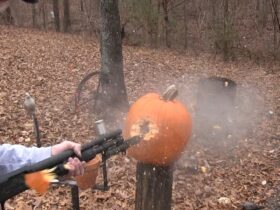 Are Slugs Underrated?