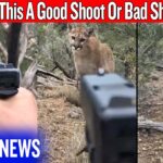 A Mountain Lion Stalked Him… And People Blamed The Man