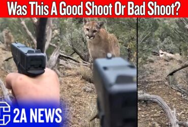 A Mountain Lion Stalked Him… And People Blamed The Man