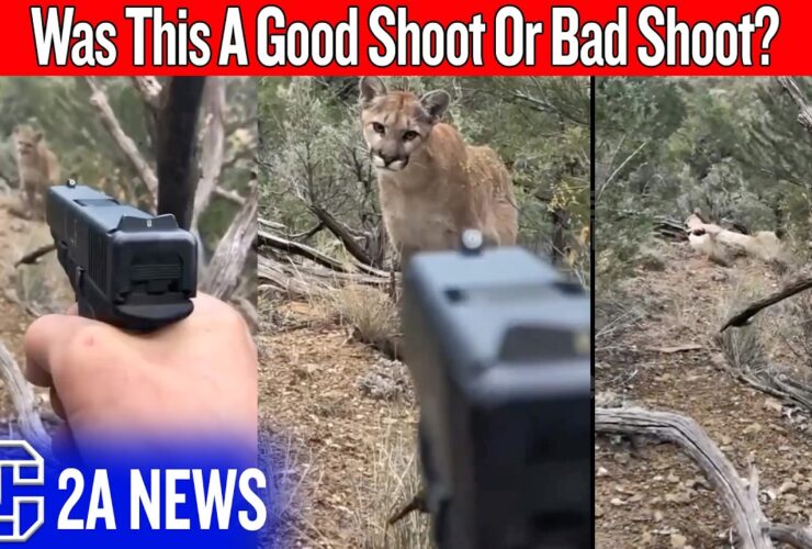 A Mountain Lion Stalked Him… And People Blamed The Man